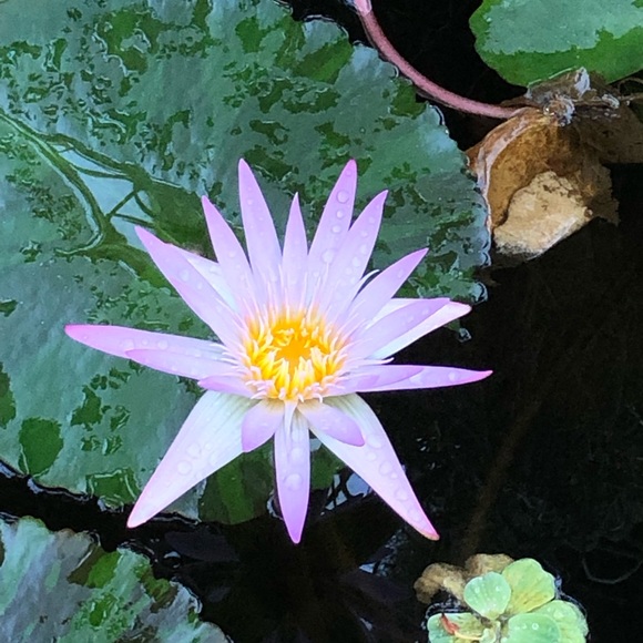 Meet your Posher, Nora - Picture 2 of 2